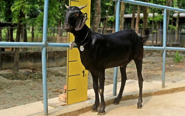 Goat wether (খাসি)